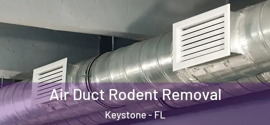 Air Duct Rodent Removal Keystone - FL